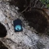Buck Wear™ Outside Voice Tasarımı