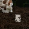 Dragon Cat Tasarımı